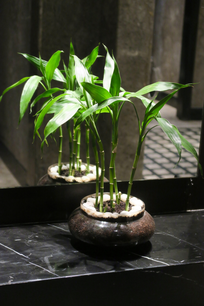 Bambusz fürdőszobában