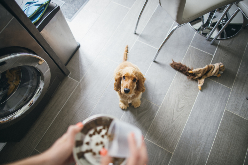 A kutyák megemésztik a szénhidrátot