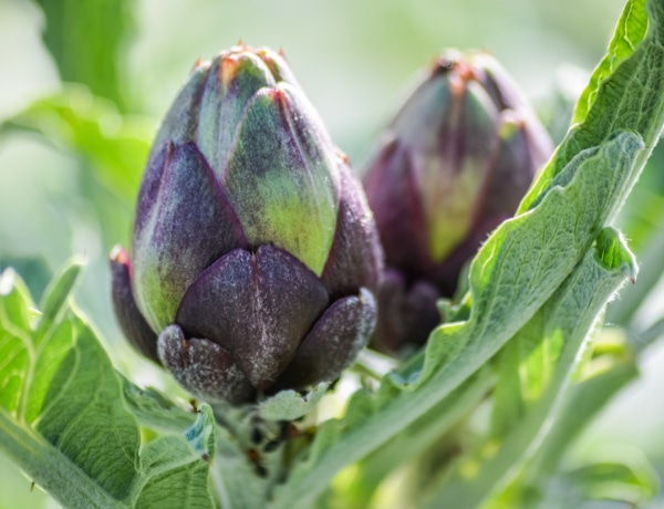 10 káprázatos zöldség, ami a virágos kertedben is helyet kaphat