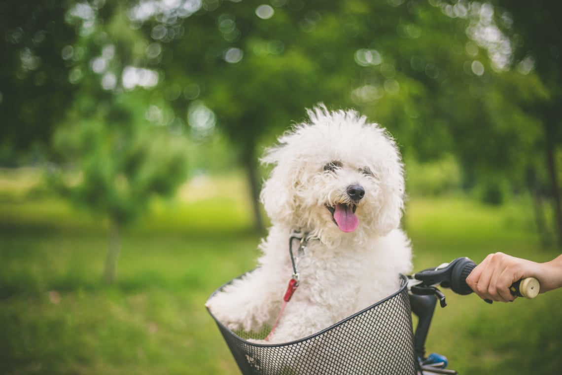 Bichon frisé időseknek