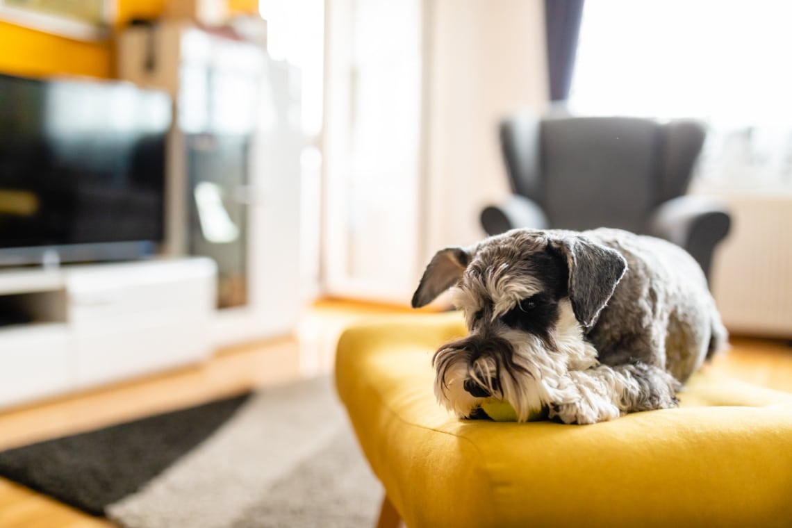 Törpe schnauzer időseknek