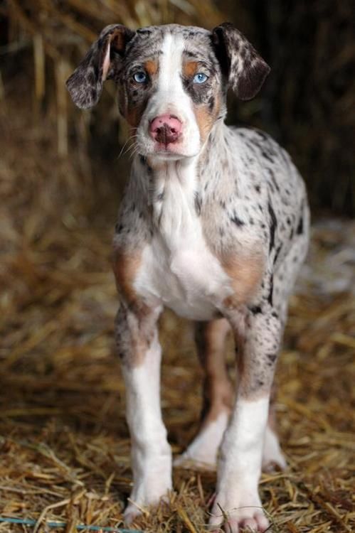 Louisiana Catahoula Leopárdkutya