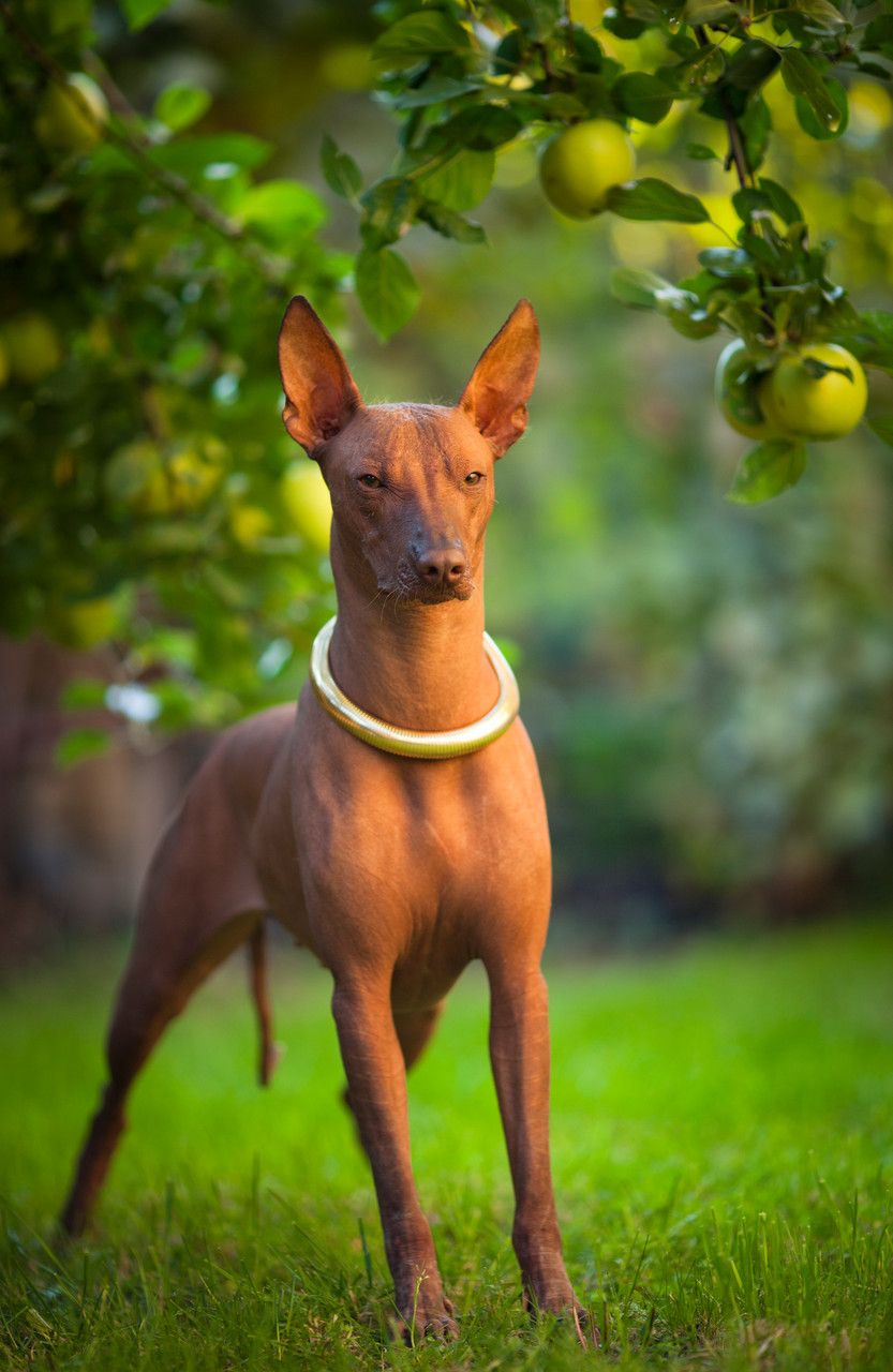 Perui meztelen kutya