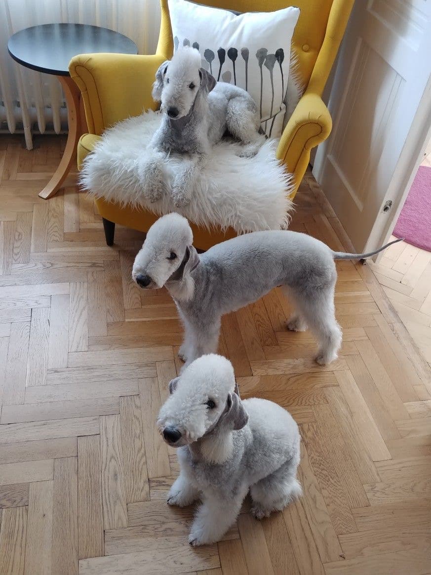 Bedlington terrier
