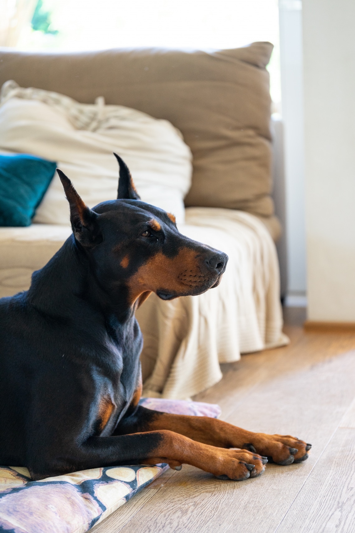 Dobermann