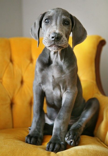 Dán dog