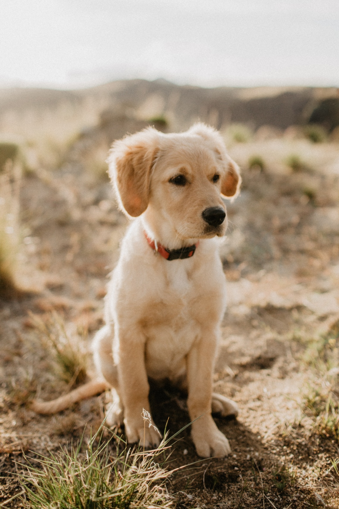 Golden vagy labrador retriever