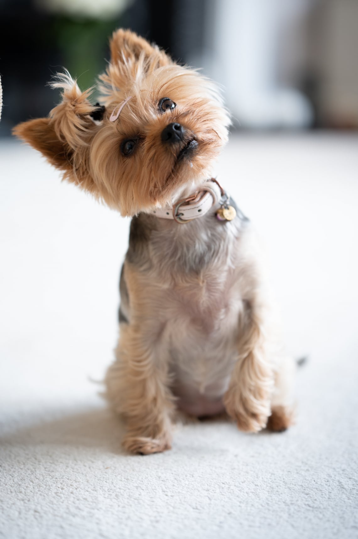 Yorkshire terrier