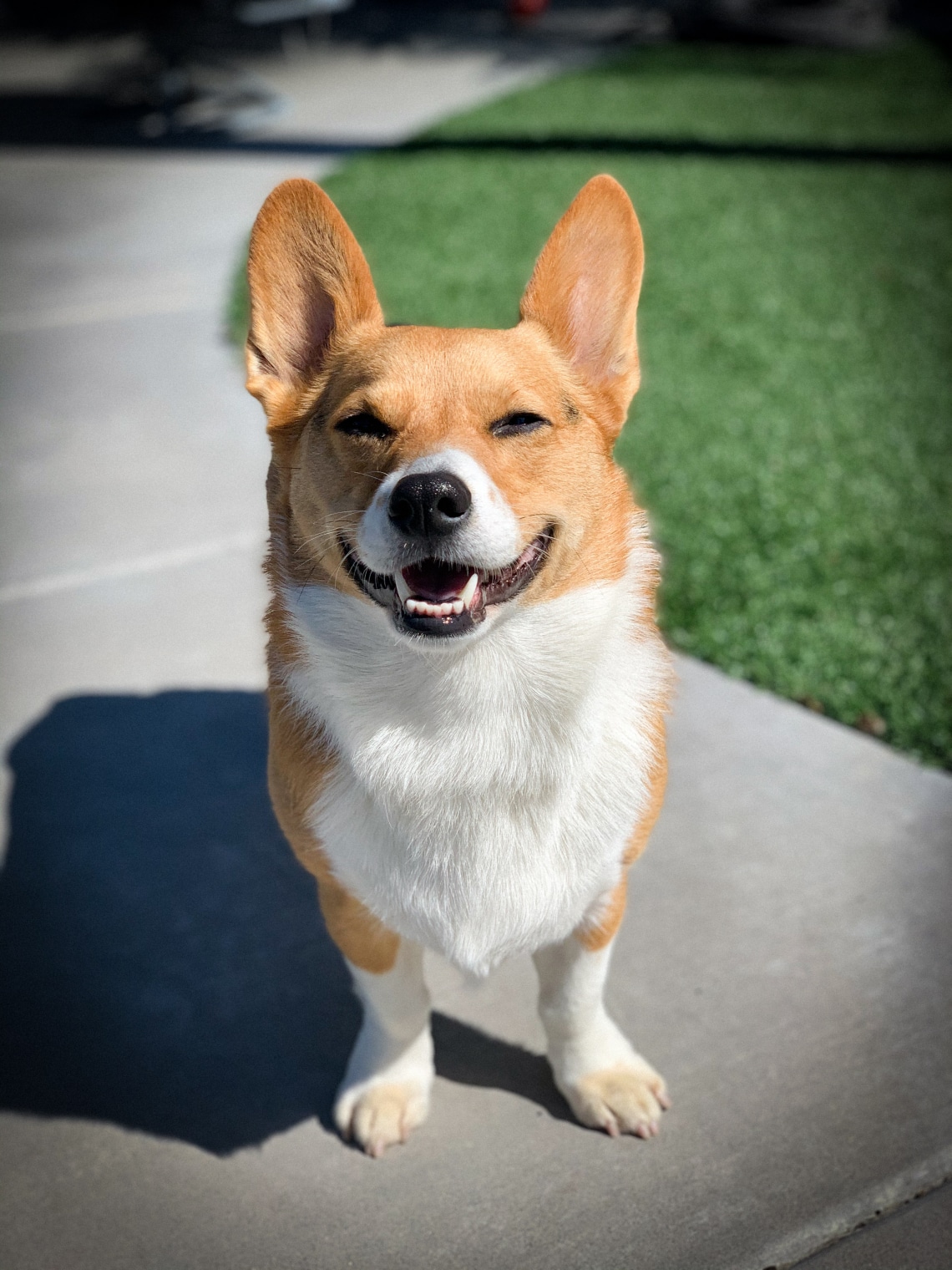 Corgi