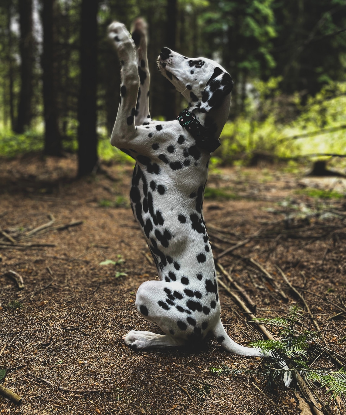 Dalmata