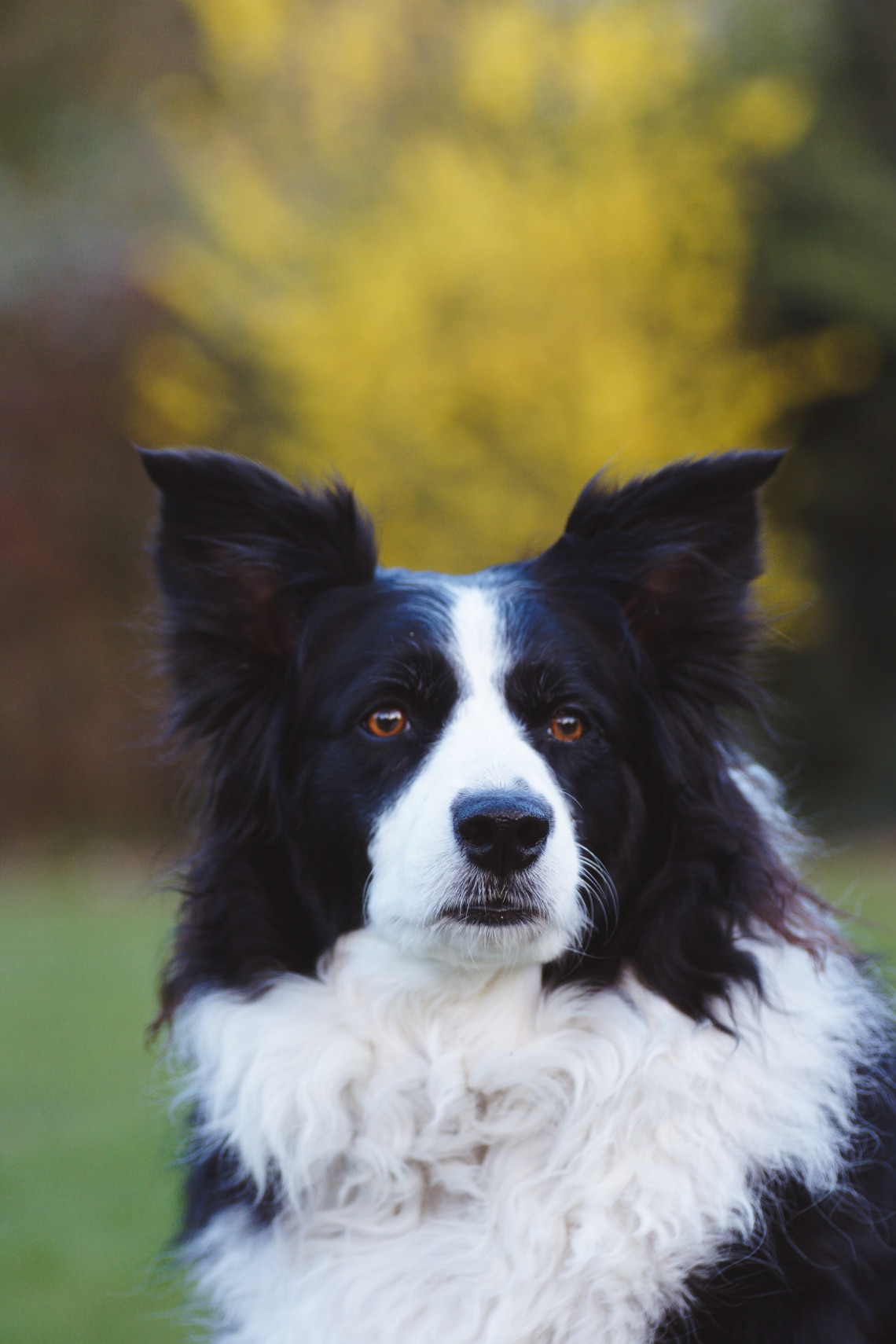Border Collie