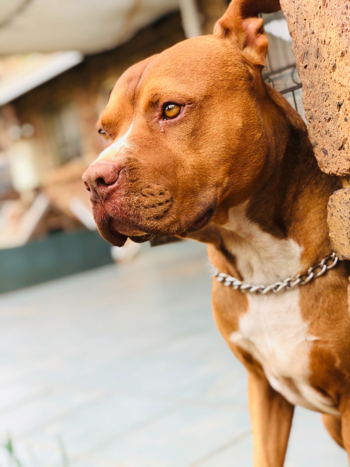 Pitbull