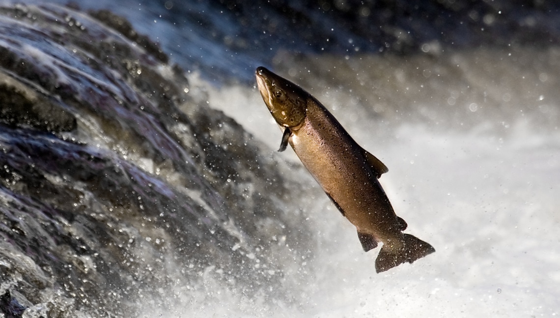 Oroszlán csillagjegy állata a lazac