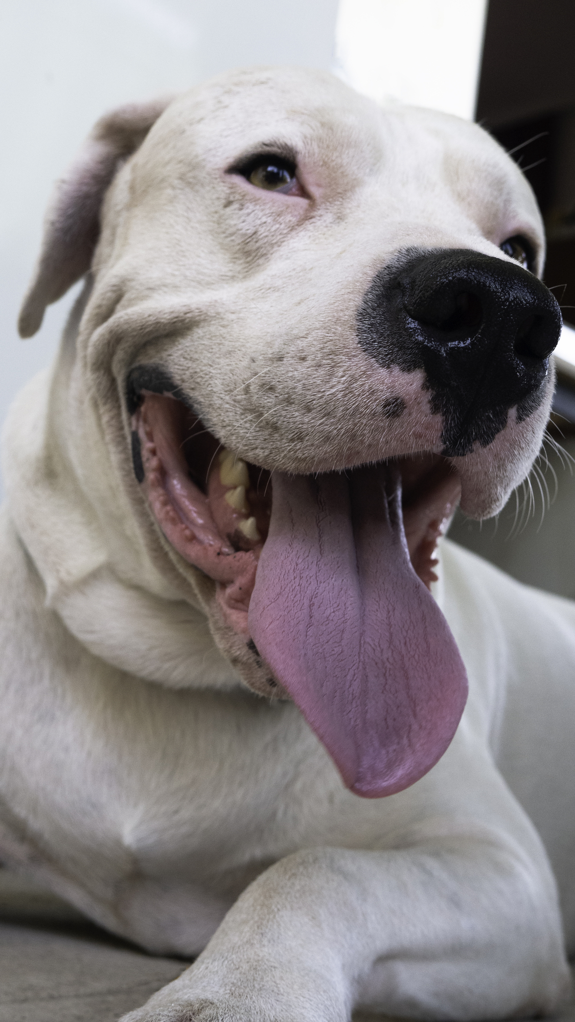 Argentin dog