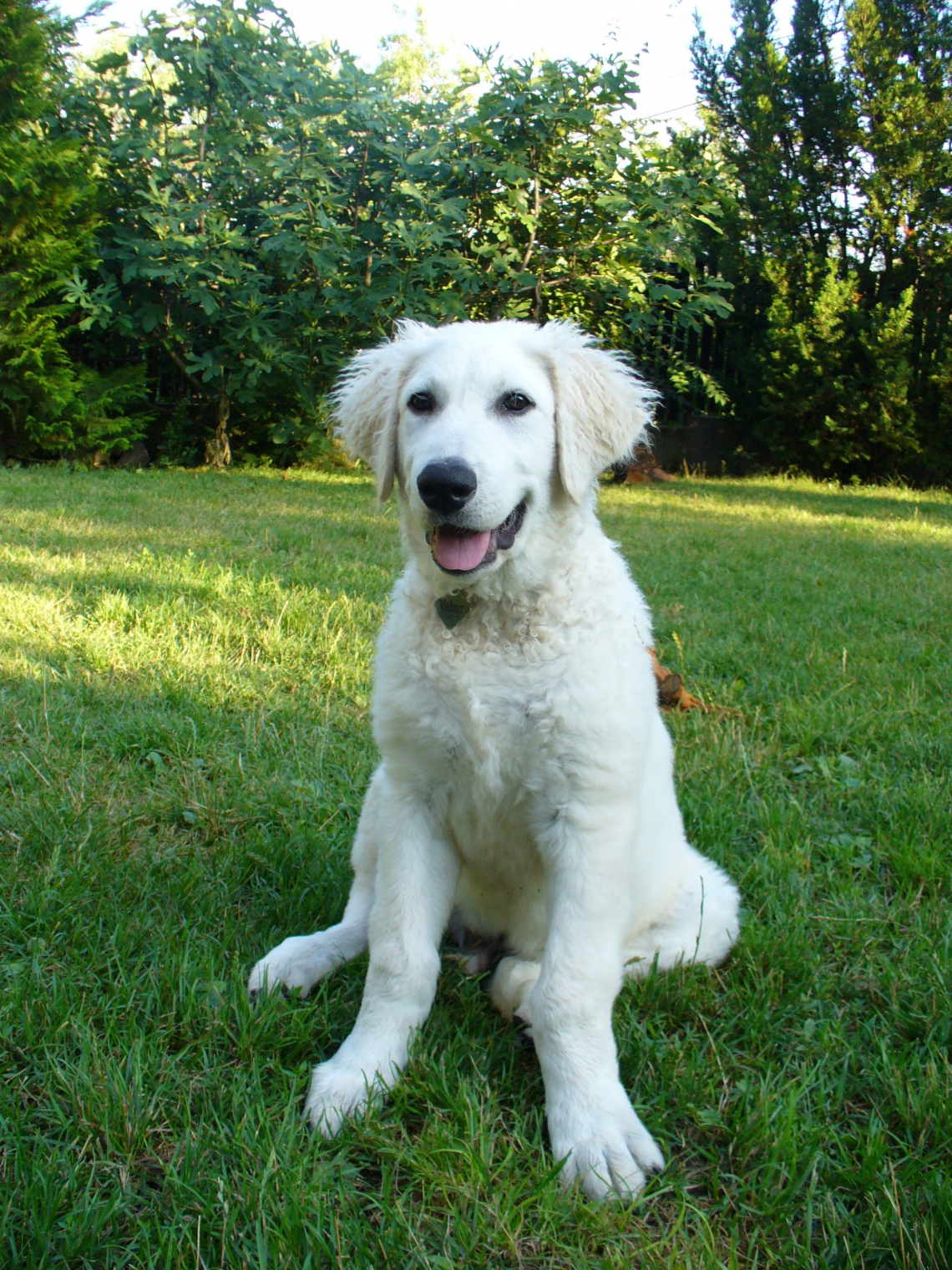 Kuvasz