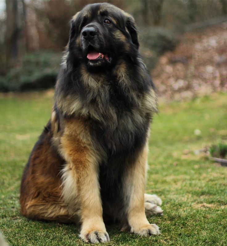 Leonbergi