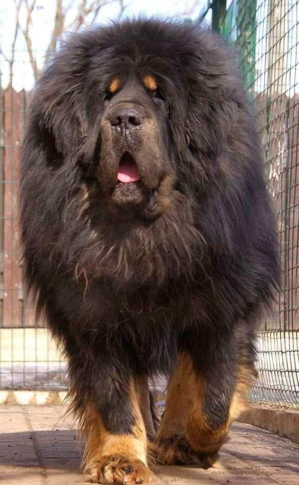 Tibeti masztiff