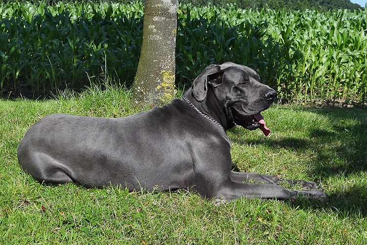 Dán dog