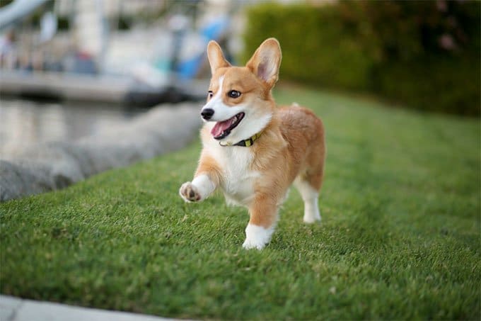 7. Pembroke Welsh Corgi