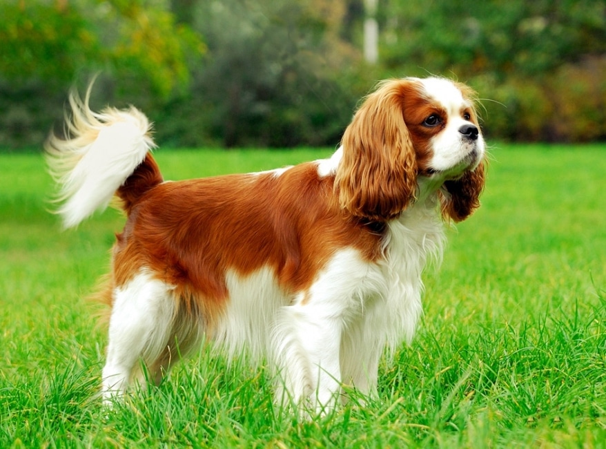 5. Cavalier King Charles spániel