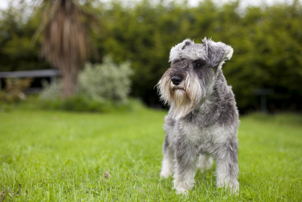 6. Törpe schnauzer