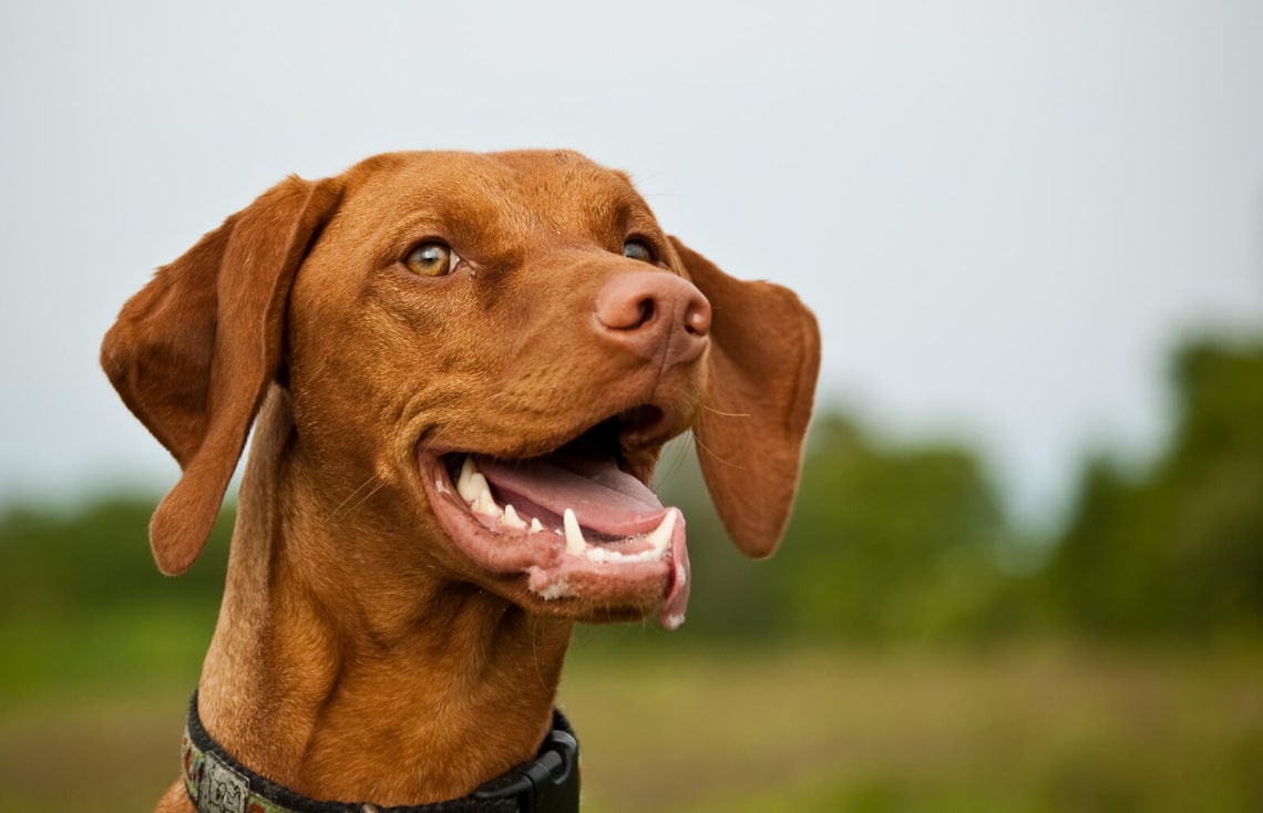 3. Vizsla