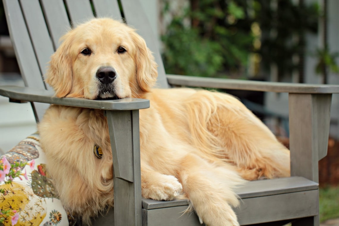 1. Golden retriever