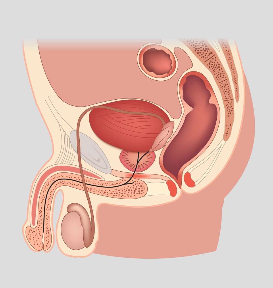 A pénisz kétszer olyan hosszú, mint gondolnánk
