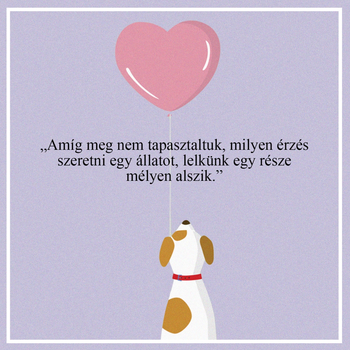 Szeretni egy állatot