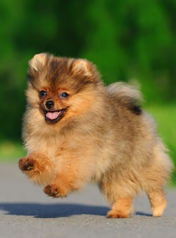 Pomerániai törpespicc