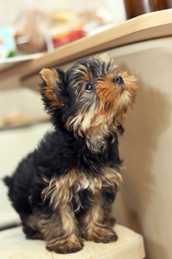 Yorkshire Terrier