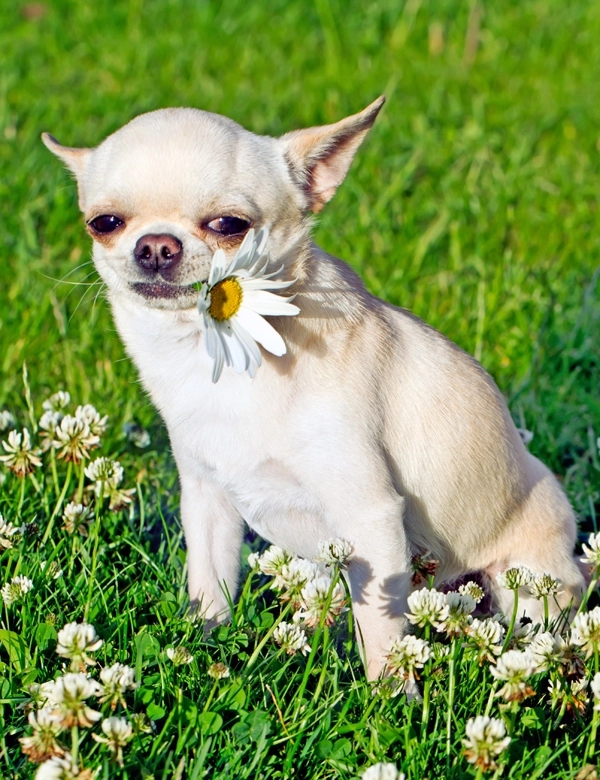 Csivava (Chihuahua)