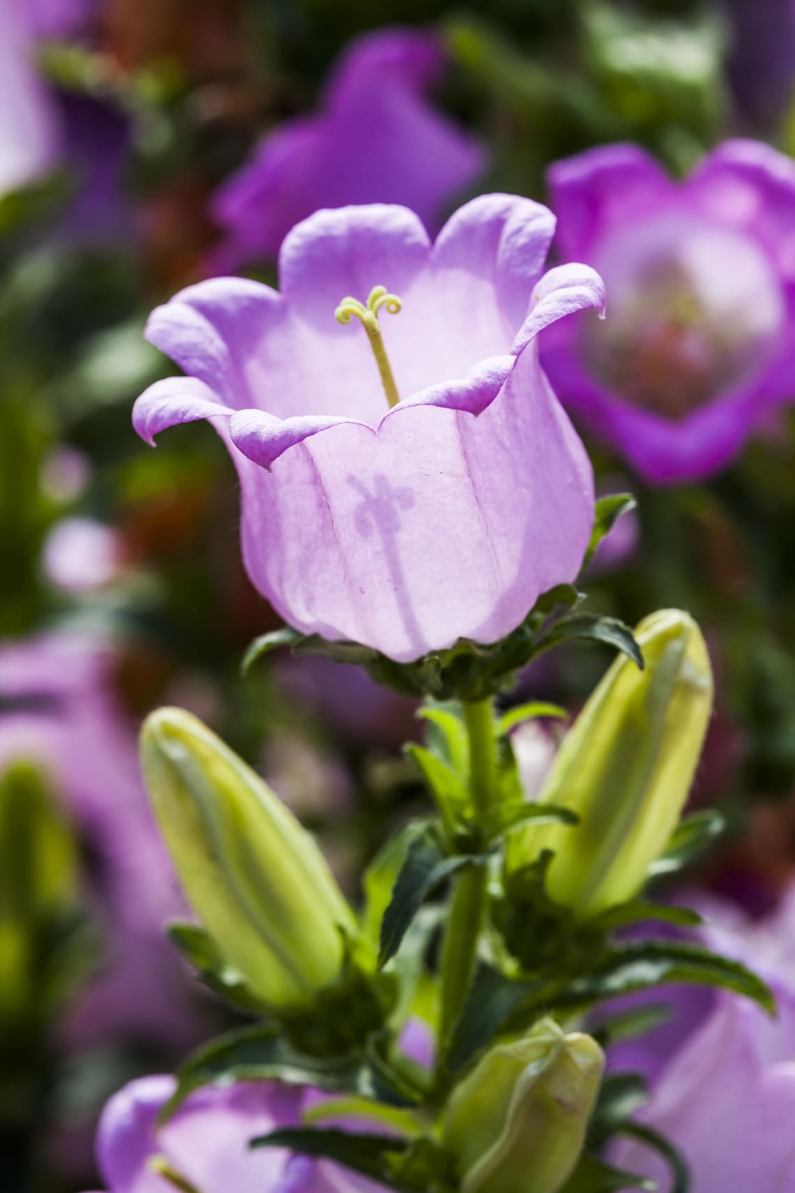 Csupros harangvirág