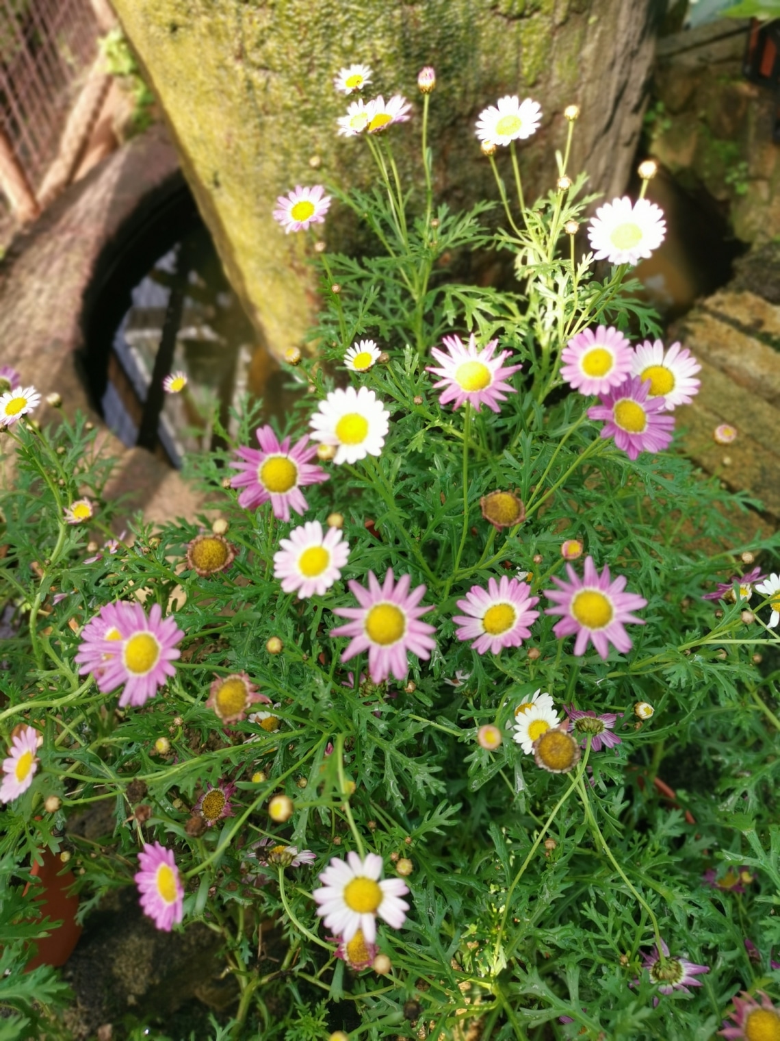 Cserjés margitvirág