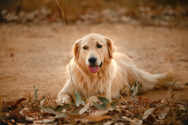 Golden retriever
