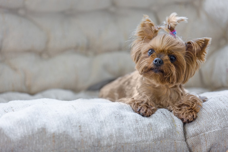 Yorkshire terrier