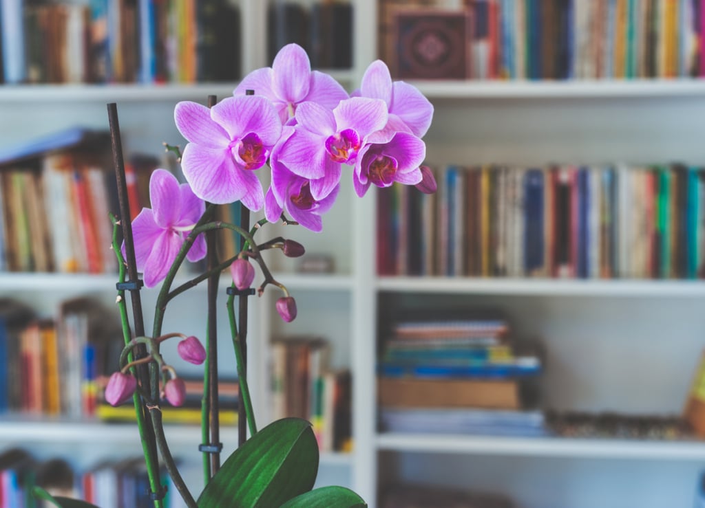 Orchidea