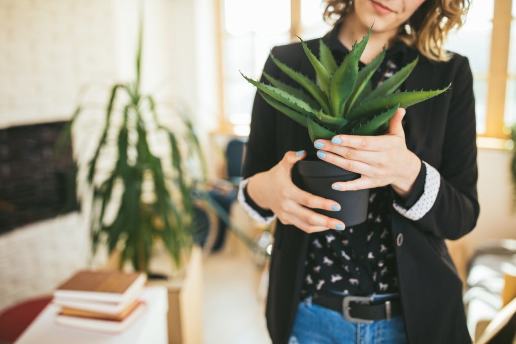 Aloe vera