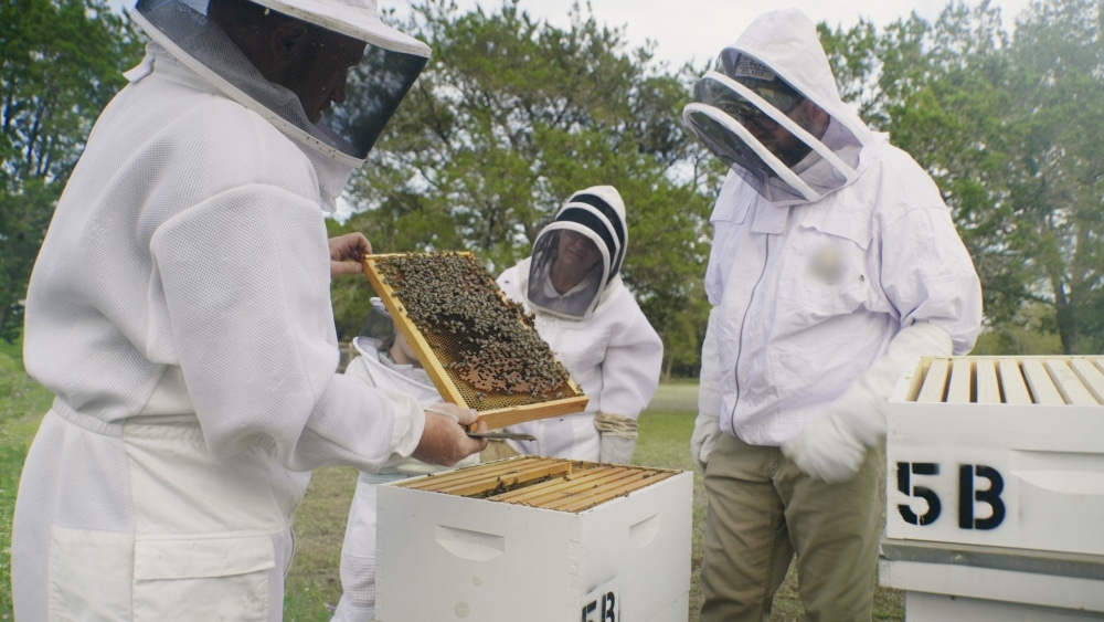 1 üveg méz = 3 Föld-körberepülés: kihalás veszélyezteti a méheket