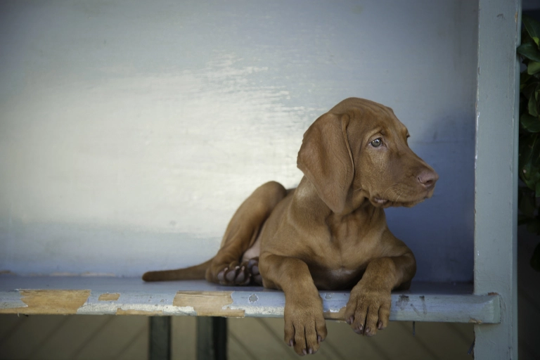 Vizsla