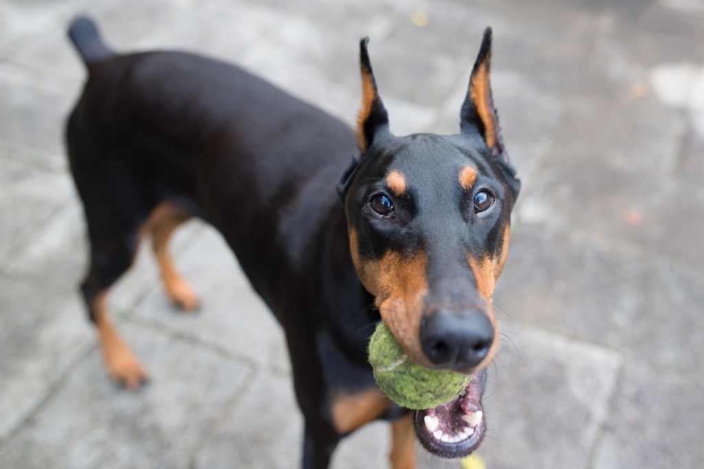 Dobermann