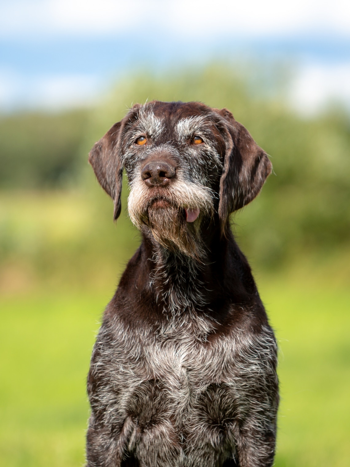 Drótszőrű német vizsla