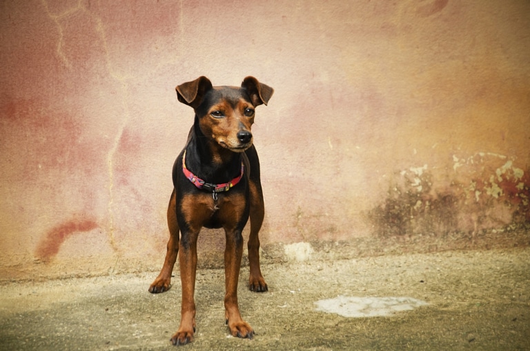 Manchester terrier
