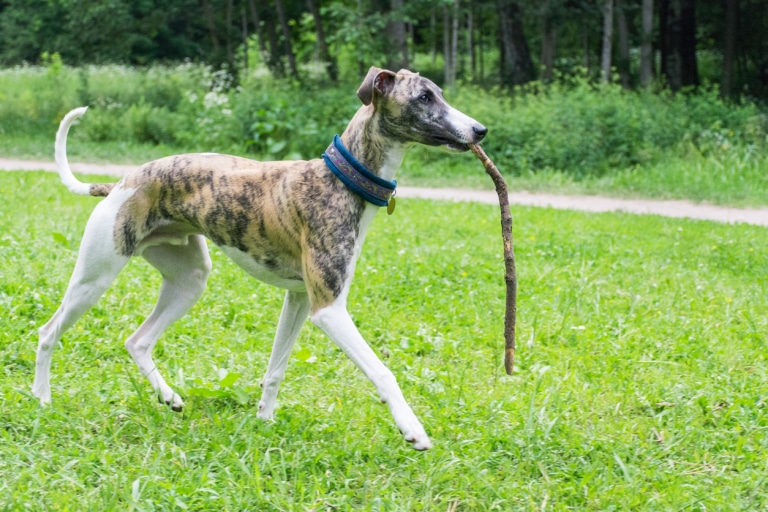 Szűz