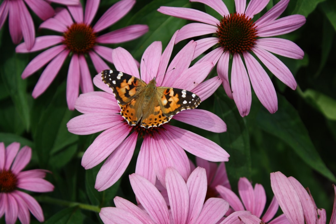 A népszerű echinacea