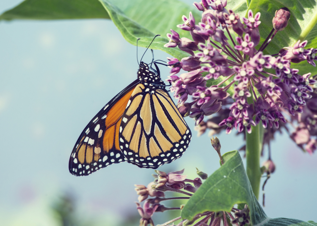 Királylepke a selyemkórón