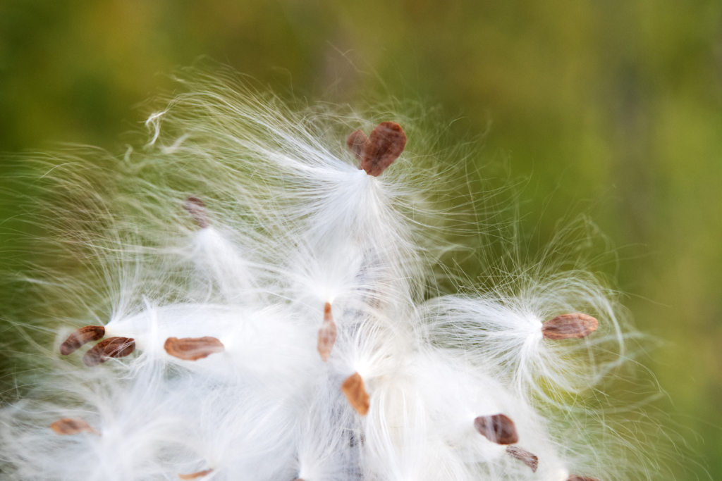 Selyemkóró termés felhasználása