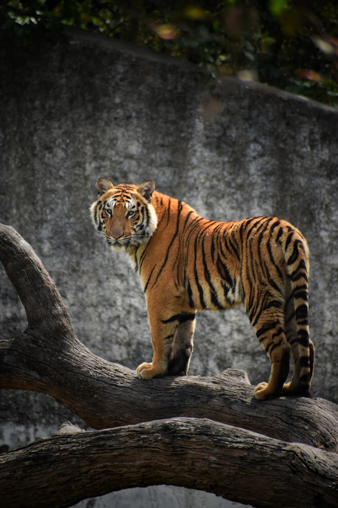 Si tu as vu le tigre en premier