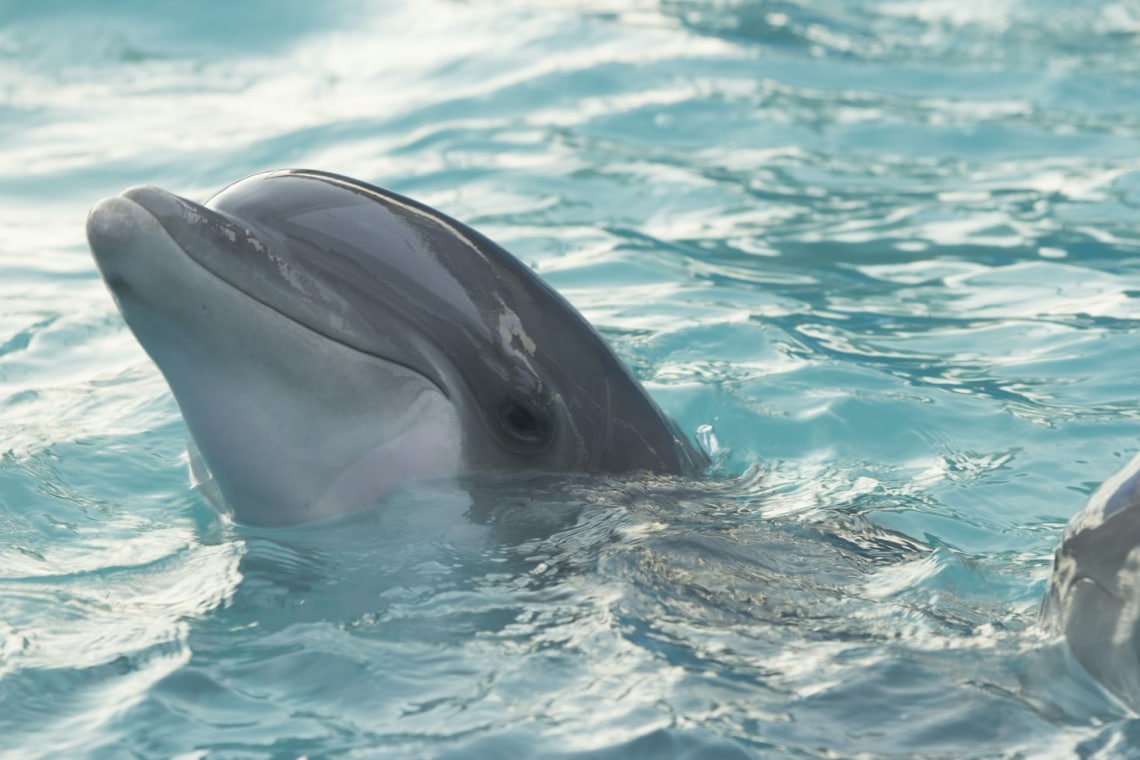8 – Delfin
