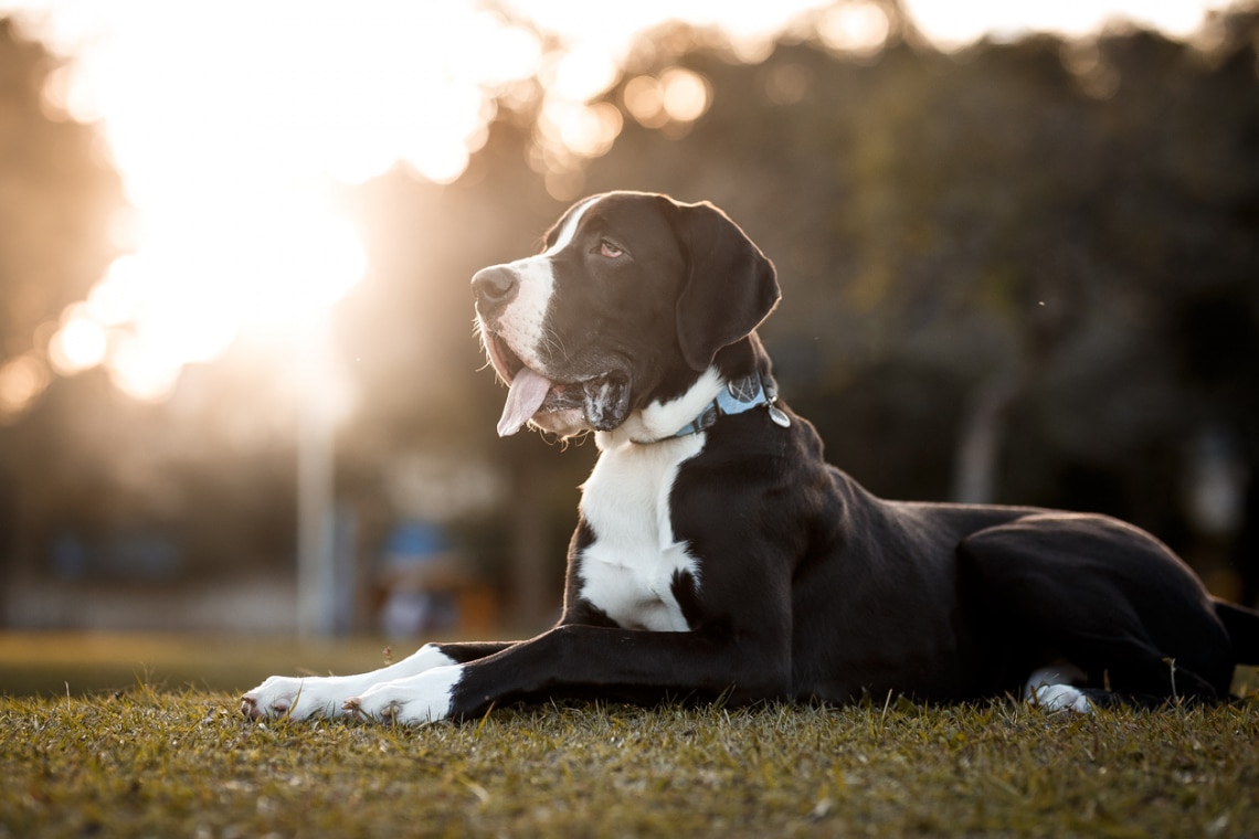 Dán dog